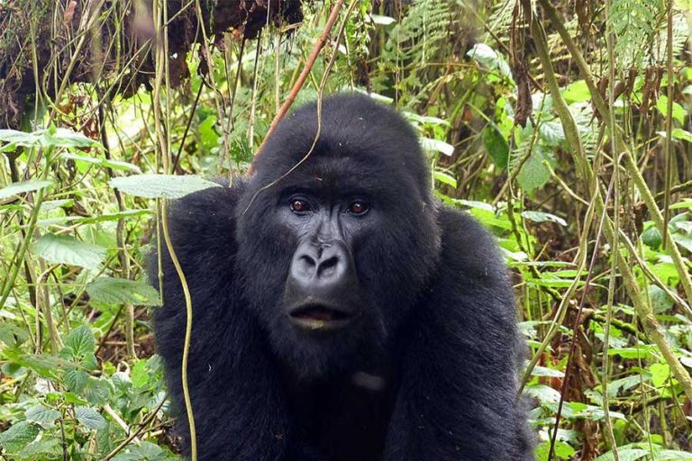 Tracking Mountain Gorillas in Volcanoes National Park