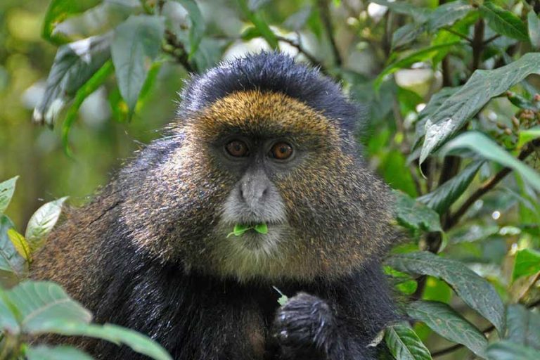 Golden Monkey Tracking in Mgahinga National Park
