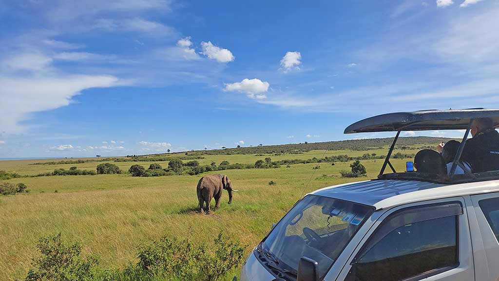 African elephant spotted during our game drive in the park