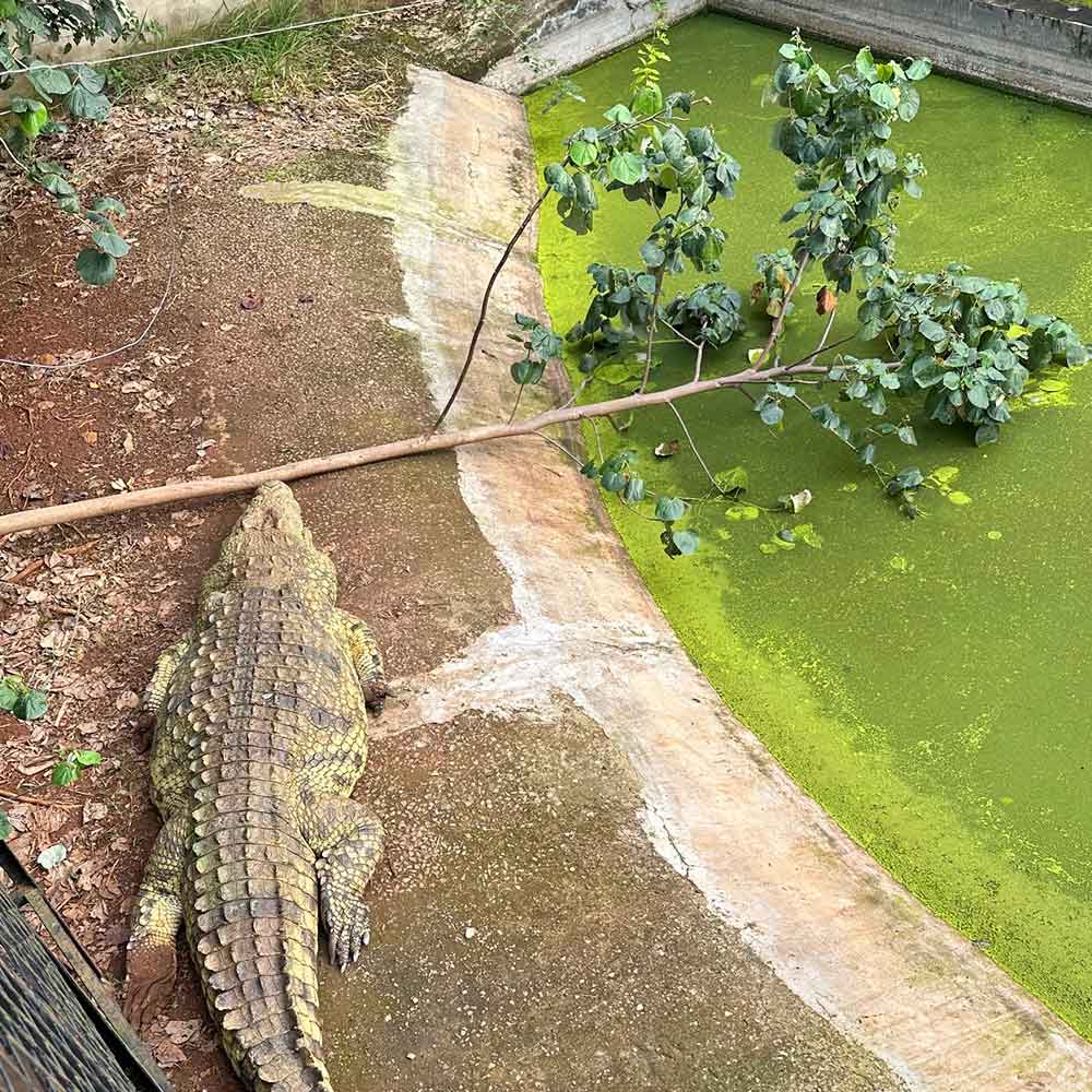 Nile Crocodile at CTC conservation Center