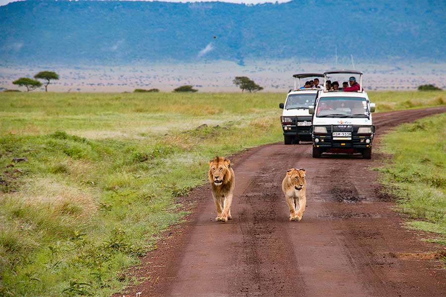 Safari in Masai Mara, Kenya